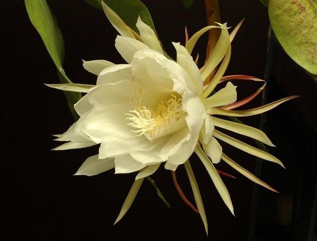 Kadupul flower