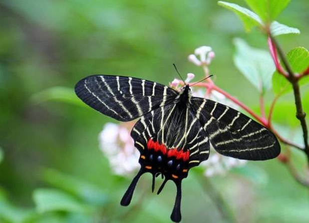 Bhutanitis Butterfly