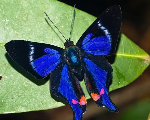 Rhetus Periander butterfly