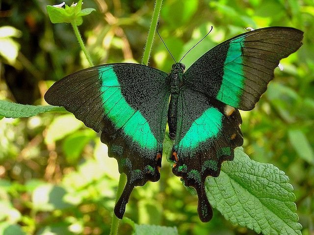 swallowtail butterfly 7