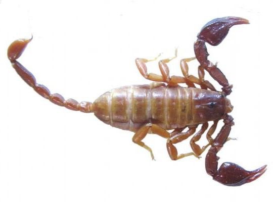 New Turkish Scorpion